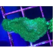 Green Monti Frag Small