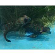 Splendid Mandarin Dragonette Pairs