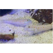 Orange Spot Goby pair