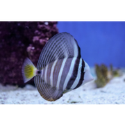 Fully QT’d Sailfin Tang