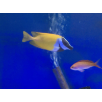 Fully QT'd Foxface Rabbitfish