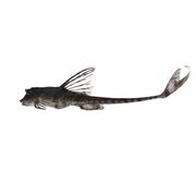 Catfish Whiptail