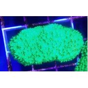 Green Monti Frag Medium