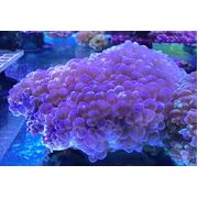 Bubble Coral