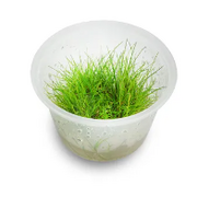 Tissue Culture Eleocharis Acicularis 'mini Hair'