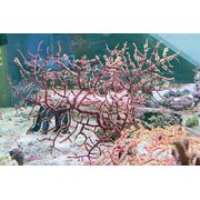 Sea Fan Large