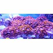 Bambam Zoas Large Frags #Zoa 11