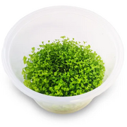 Tissue Culture Micranthemum Umbrosum (Takashi Carpet)