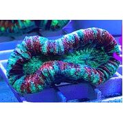 Trachyphyllia Ultra Small T6