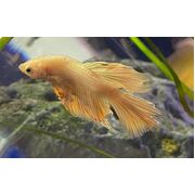 Betta Halfmoon Golden Male