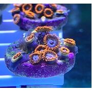 Sustainable Reefs Frag Xmen Zoa