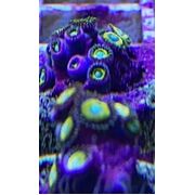 Sustainable Reefs Frag Belladonna Zoa