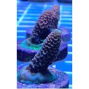 Sustainable Reefs Frag Acro Orange Spathulata