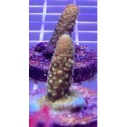 Sustainable Reefs Frag Acro Aussie Gold Mille