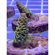 Sustainable Reefs Frag Acro Orange Prostrata