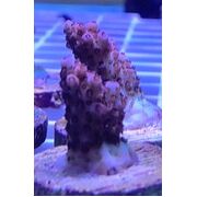 Sustainable Reefs Frag Acro Hyacinth PinknBloo