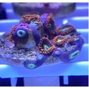 Sustainable Reefs Frag Gatorade Zoa