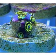 Sustainable Reefs Frag LA Laker Zoa