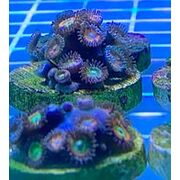 Sustainable Reefs Frag Rainbow Raptor Zoa