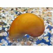 Mystery Snail Large Gold