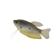 Gourami Three spot