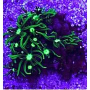 Green Star Polyp Ultra Frags