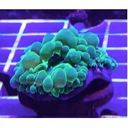 Bubble Coral Green Frags