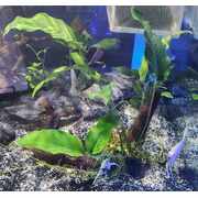 Driftwood Creation Medium Anubias Emerald Heart