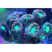 Candy Cane Coral