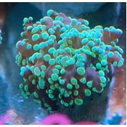 Frogspawn Green Frag