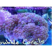 Bubble Coral Mottley