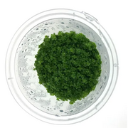 Tissue Culture Hemianthus Callitrichoides Cuba