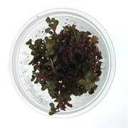 Tissue Culture Rotundifolia Colorata