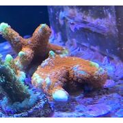 Montipora Digitata Bubblegum Small Frag