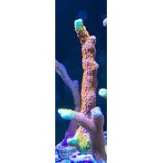 Montipora Digitata Bubblegum Large Frag