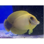 Fully QT'd Yellow Mimic Tang Juv