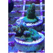 Sustainable Reefs Acro Frag Chroma