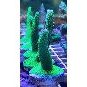 Sustainable Reefs Acro Frag Dallas