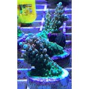 Sustainable Reefs Acro Frag Hyacinthus Pink Tip