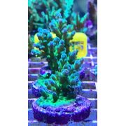 Sustainable Reefs Acro Frag Reverse Park