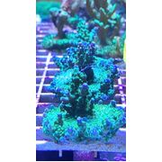 Sustainable Reefs Acro Frag Violet Crumble