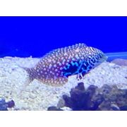 Bluestar Leopard Wrasse