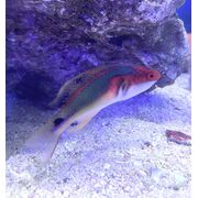 Exquisite Fairy Wrasse