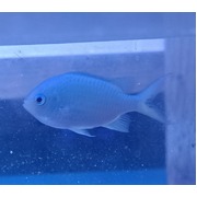 Fully QT'd Barrier Reef Chromis