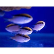 Fully QT'd Barrier Reef Chromis