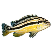 Cichlid Auratus