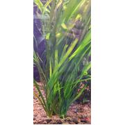 Vallisneria