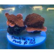 Montipora Red Scrolling Double Frag