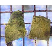 Gold Cyphastrea Frag