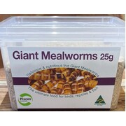 Live Giant Mealworms 25g